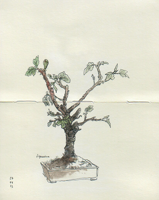 ana romao - bonsai fig tree at aveiro