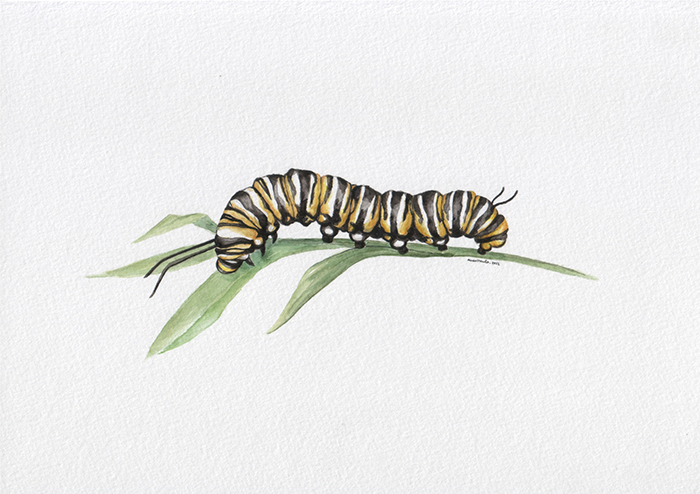 ana romao - watercolor scientific illustration of a monarch butterfly and caterpillar